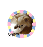 ワンコのご挨拶（個別スタンプ：7）