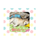 ワンコのご挨拶（個別スタンプ：10）
