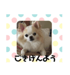 ワンコのご挨拶（個別スタンプ：11）