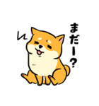 むっちりでかわいい柴犬2（個別スタンプ：12）