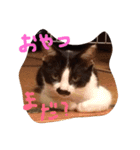 はちわれねこのきもち（個別スタンプ：1）
