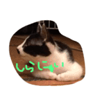 はちわれねこのきもち（個別スタンプ：2）