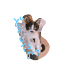 はちわれねこのきもち（個別スタンプ：5）
