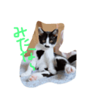 はちわれねこのきもち（個別スタンプ：6）