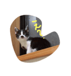 はちわれねこのきもち（個別スタンプ：7）
