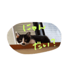 はちわれねこのきもち（個別スタンプ：8）
