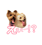 ぽるみる犬（個別スタンプ：2）