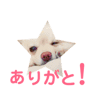 ぽるみる犬（個別スタンプ：5）