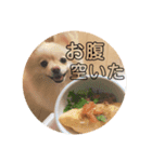ぽるみる犬（個別スタンプ：10）