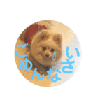 ぽるみる犬（個別スタンプ：11）