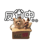 ぽるみる犬（個別スタンプ：12）