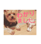 ぽるみる犬（個別スタンプ：13）