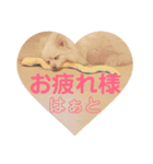 ぽるみる犬（個別スタンプ：14）