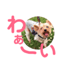 ぽるみる犬（個別スタンプ：15）