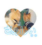 ぽるみる犬（個別スタンプ：16）