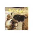 我が家のうまた（個別スタンプ：3）