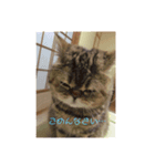 我が家のうまた（個別スタンプ：5）