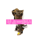 あやめさんとぽんきちの日常1歳4ヶ月まで（個別スタンプ：5）