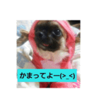 うちの可愛い5匹♪（個別スタンプ：1）