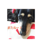 うちの可愛い5匹♪（個別スタンプ：5）