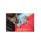 うちの可愛い5匹♪（個別スタンプ：13）