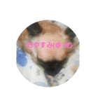 うちの可愛い5匹♪（個別スタンプ：14）