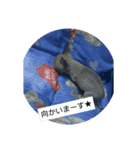 うちの可愛い5匹♪（個別スタンプ：15）