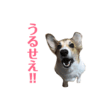 気弱なコーギー あずき（個別スタンプ：10）