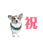 気弱なコーギー あずき（個別スタンプ：17）
