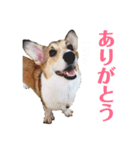 気弱なコーギー あずき（個別スタンプ：19）