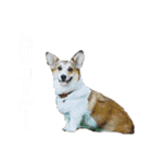気弱なコーギー あずき（個別スタンプ：23）