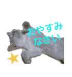 賢い白猫。（個別スタンプ：1）