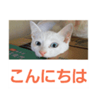 賢い白猫。（個別スタンプ：2）
