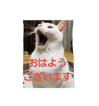 賢い白猫。（個別スタンプ：3）