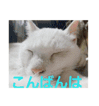 賢い白猫。（個別スタンプ：4）