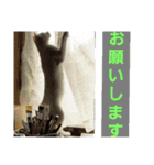 賢い白猫。（個別スタンプ：5）