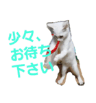 賢い白猫。（個別スタンプ：6）