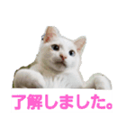 賢い白猫。（個別スタンプ：8）