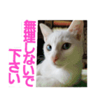 賢い白猫。（個別スタンプ：9）