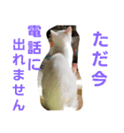 賢い白猫。（個別スタンプ：10）