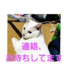 賢い白猫。（個別スタンプ：11）