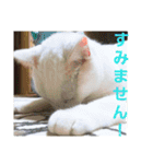 賢い白猫。（個別スタンプ：12）