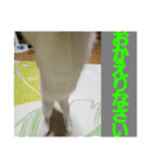 賢い白猫。（個別スタンプ：13）
