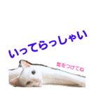 賢い白猫。（個別スタンプ：15）