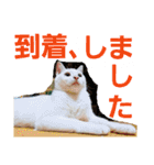 賢い白猫。（個別スタンプ：16）