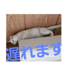 賢い白猫。（個別スタンプ：17）