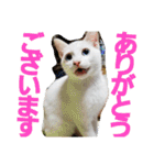 賢い白猫。（個別スタンプ：18）