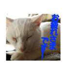 賢い白猫。（個別スタンプ：19）