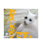 賢い白猫。（個別スタンプ：22）