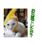 賢い白猫。（個別スタンプ：23）